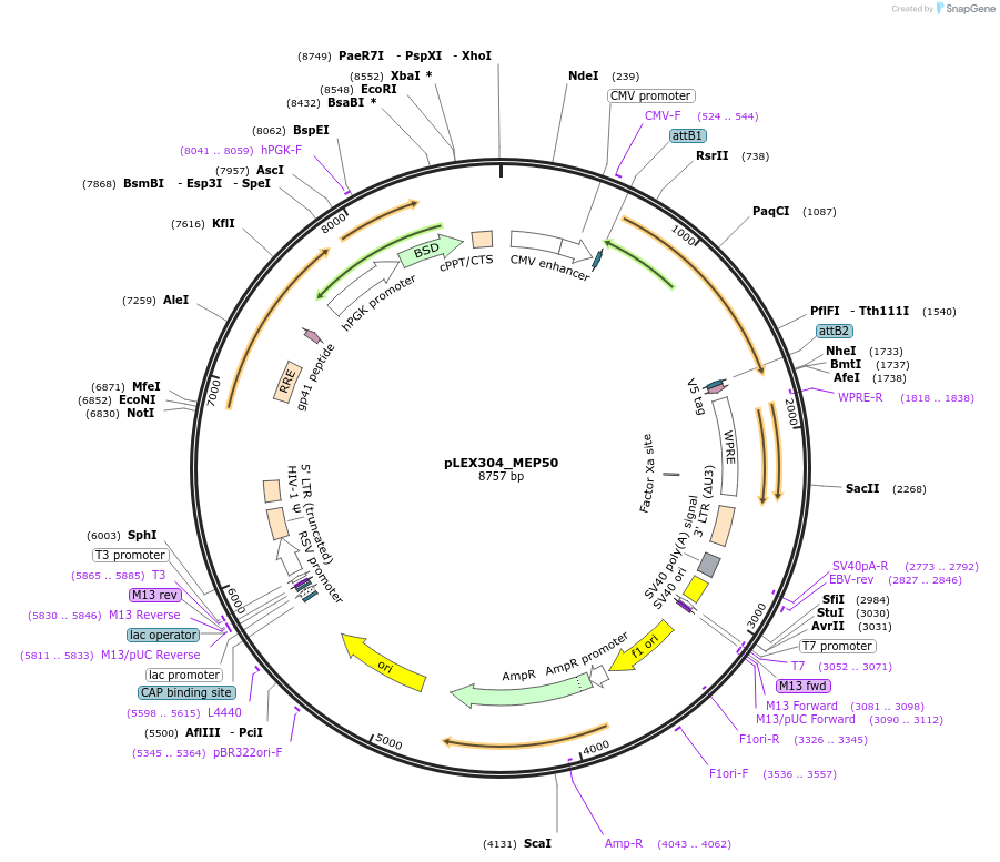 258270-plasmid-map-sequence-id-515377