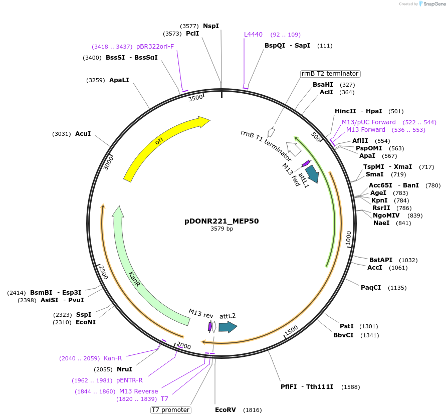 258274-plasmid-map-sequence-id-515395