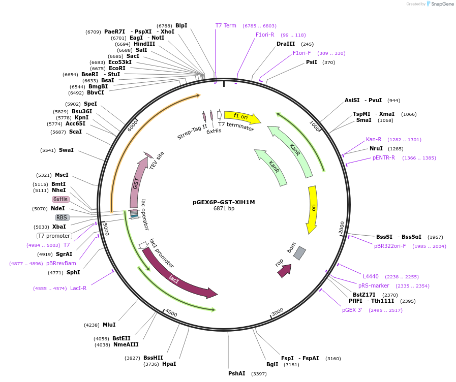 258230-plasmid-map-sequence-id-515396