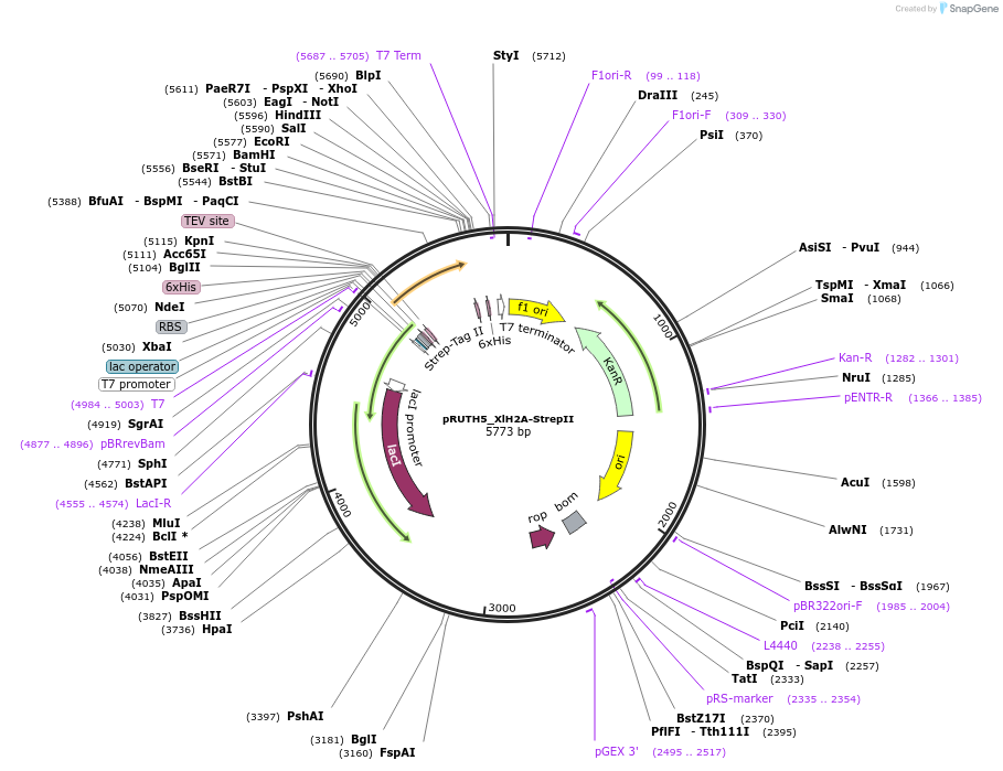 258231-plasmid-map-sequence-id-515397