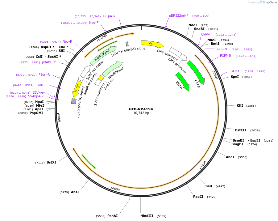 17660-plasmid-map-sequence-id-515453