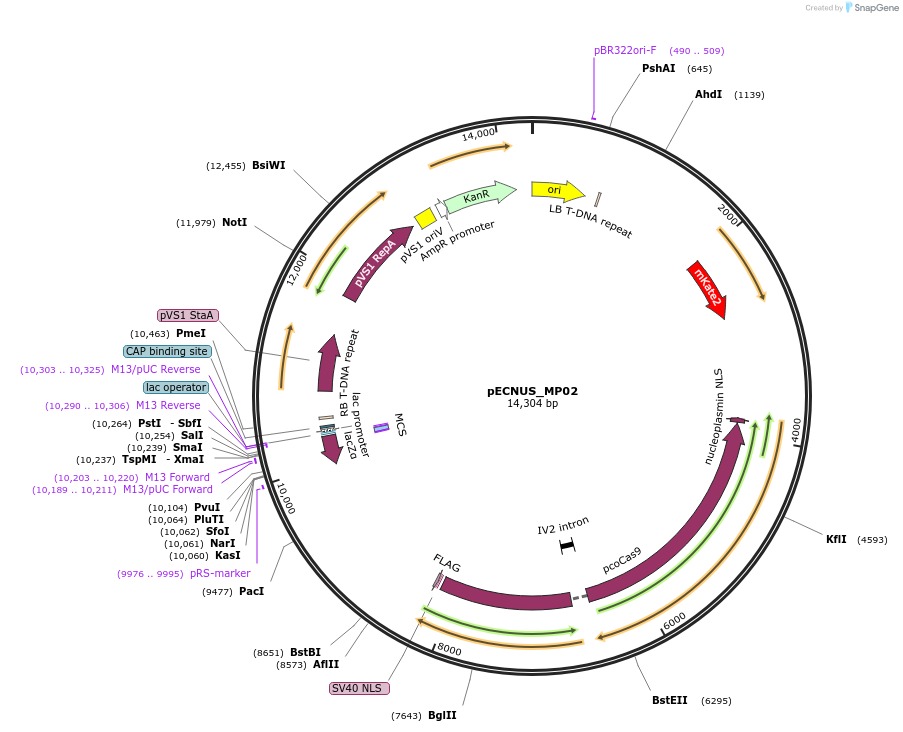 194351-plasmid-map-sequence-id-515457