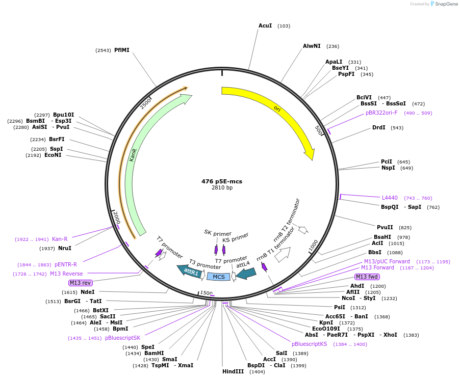 26029-plasmid-map-sequence-id-515460