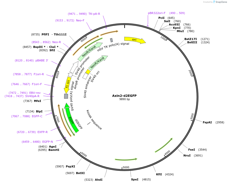 21276-plasmid-map-sequence-id-515505