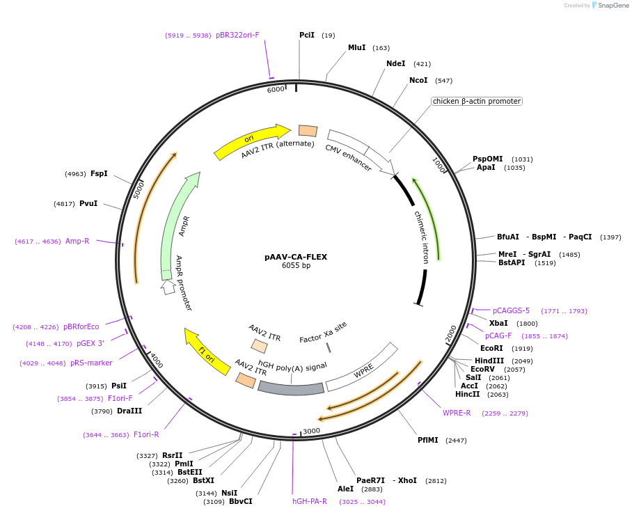 38042-plasmid-map-sequence-id-515517