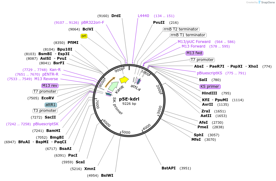 78687-plasmid-map-sequence-id-515532