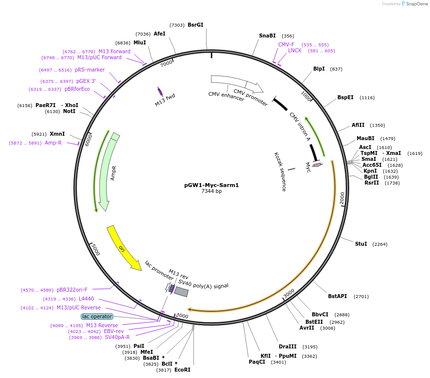 50707-plasmid-map-sequence-id-515578