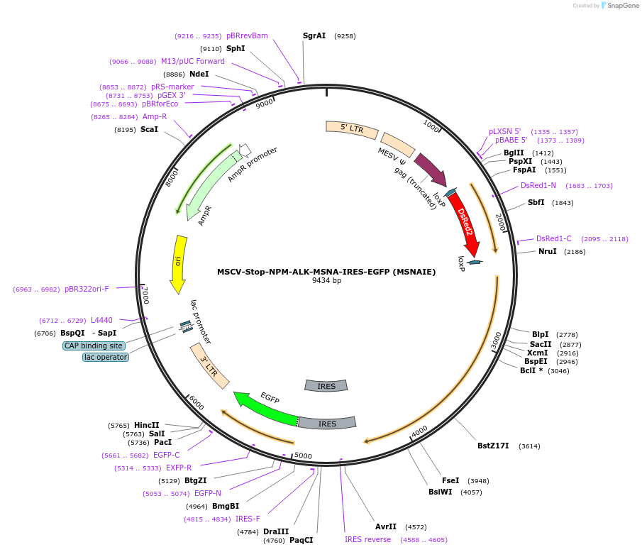 154470-plasmid-map-sequence-id-515580
