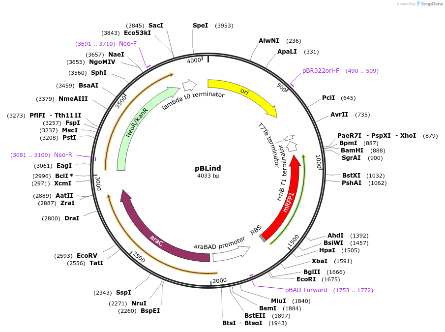 113109-plasmid-map-sequence-id-515605