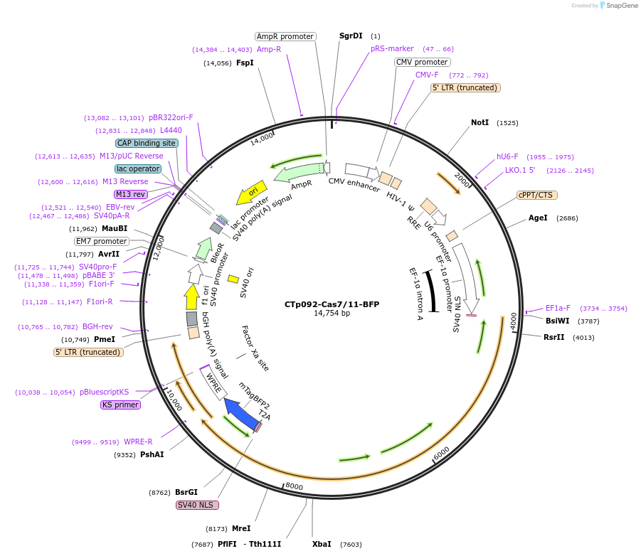 256439-plasmid-map-sequence-id-515653