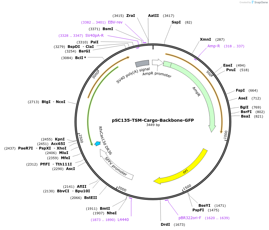 256444-plasmid-map-sequence-id-515655