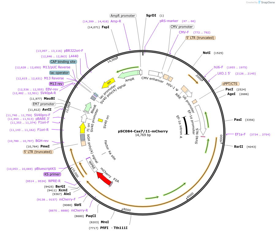 256443-plasmid-map-sequence-id-515656