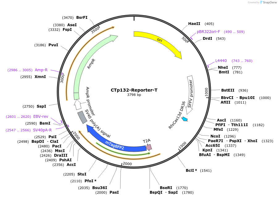 256441-plasmid-map-sequence-id-515657