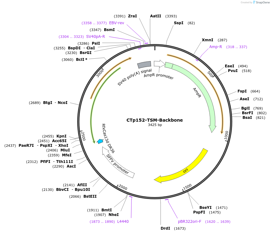 256442-plasmid-map-sequence-id-515658