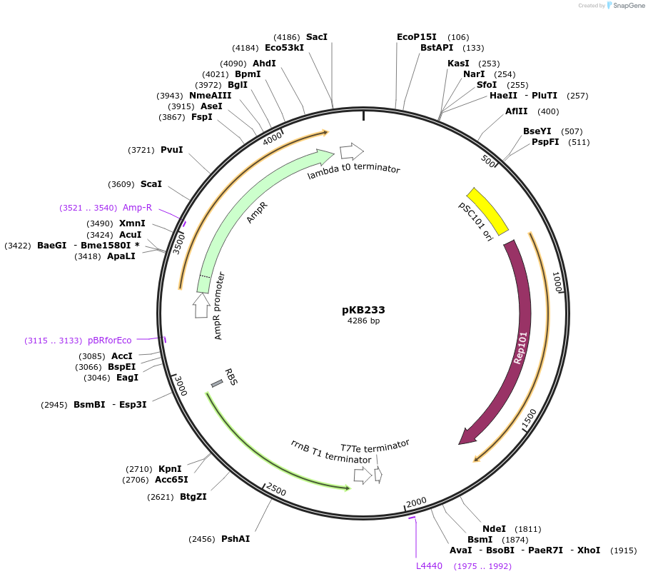 170040-plasmid-map-sequence-id-515661