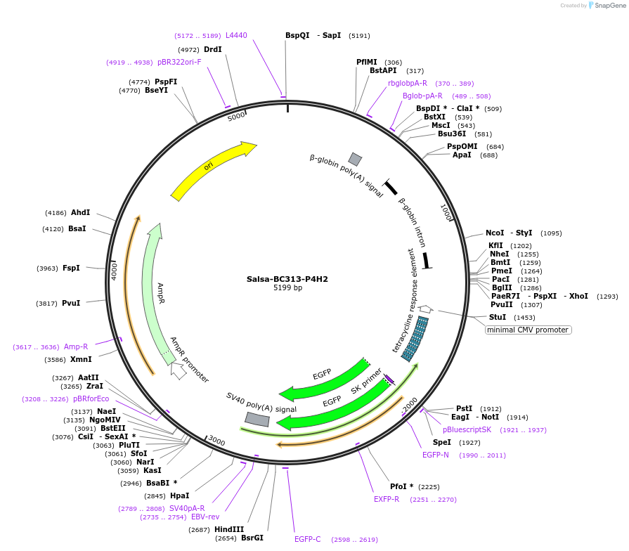 203154-plasmid-map-sequence-id-515665