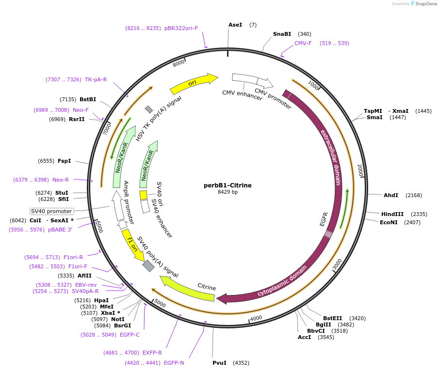 40266-plasmid-map-sequence-id-51568