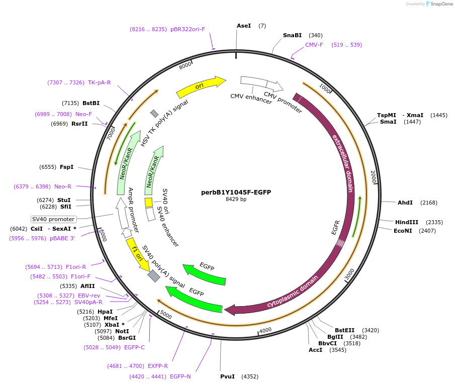 40267-plasmid-map-sequence-id-51569