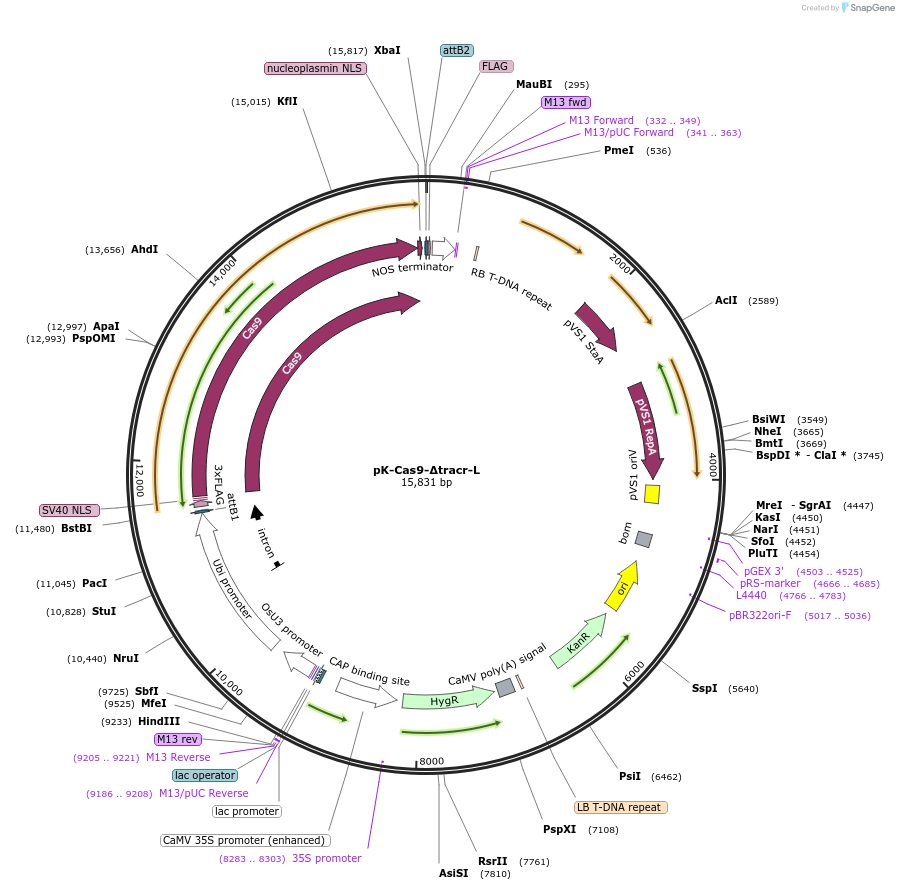 230861-plasmid-map-sequence-id-515697