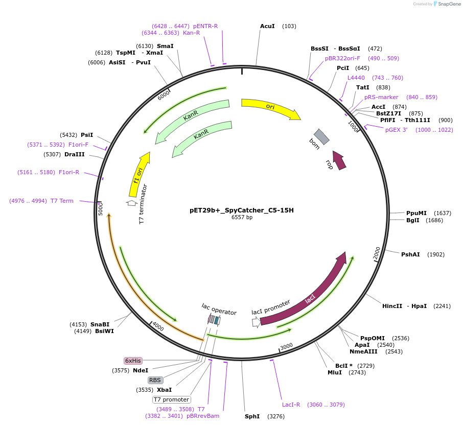 259187-plasmid-map-sequence-id-515699