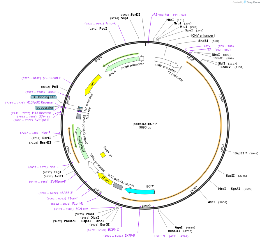40268-plasmid-map-sequence-id-51570
