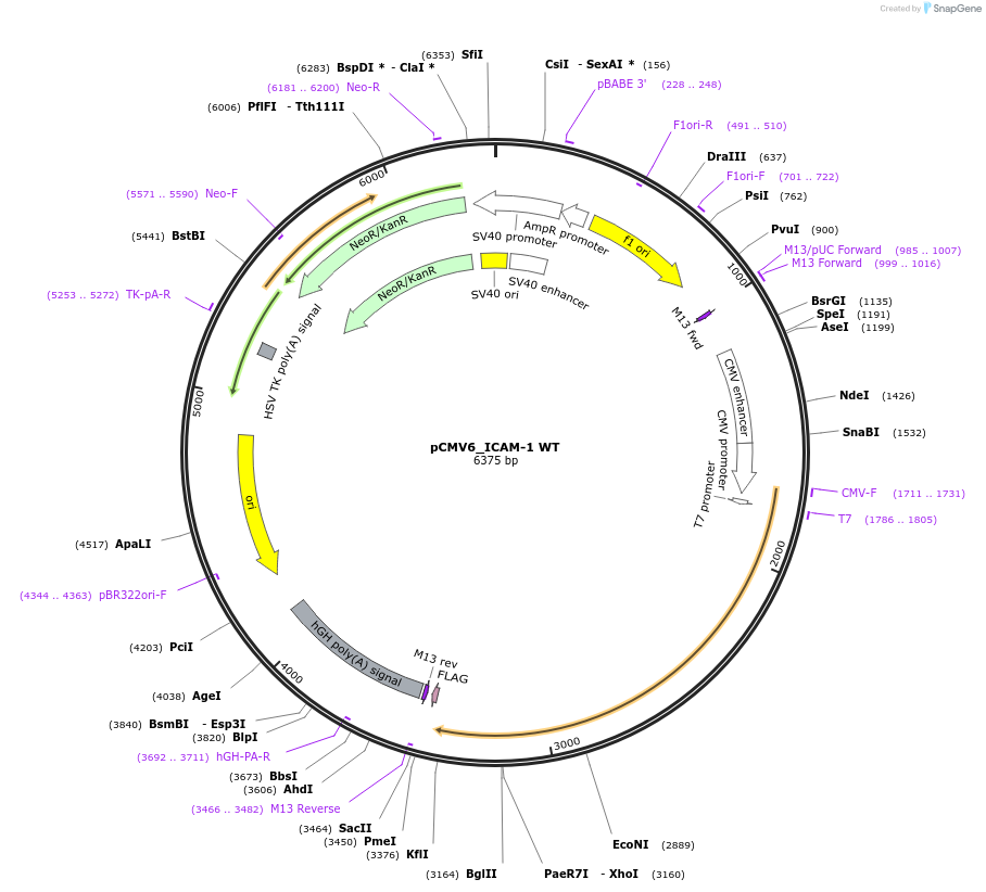 257960-plasmid-map-sequence-id-515702
