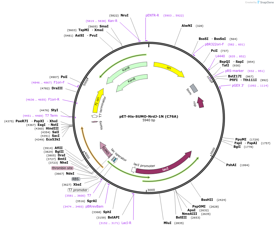 258597-plasmid-map-sequence-id-515703