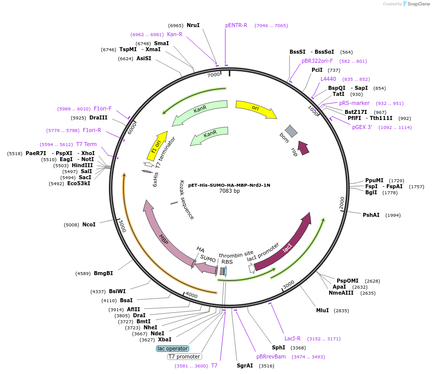 258592-plasmid-map-sequence-id-515705