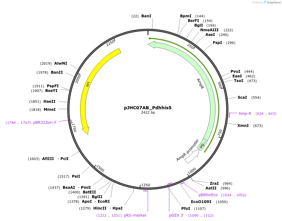 257353-plasmid-map-sequence-id-515709