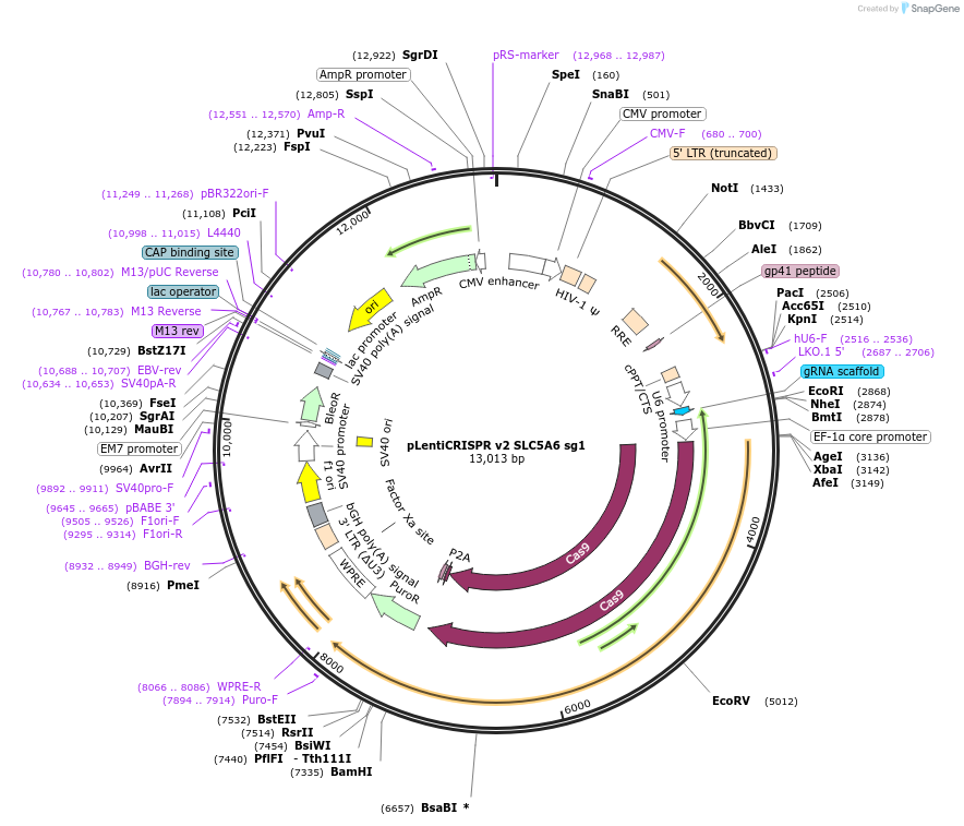 258094-plasmid-map-sequence-id-515713