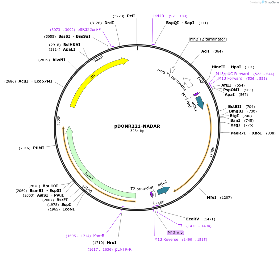 255737-plasmid-map-sequence-id-515714