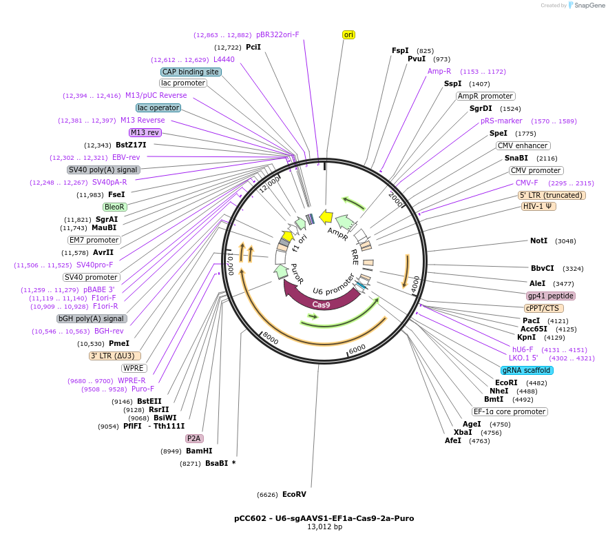 258563-plasmid-map-sequence-id-515716