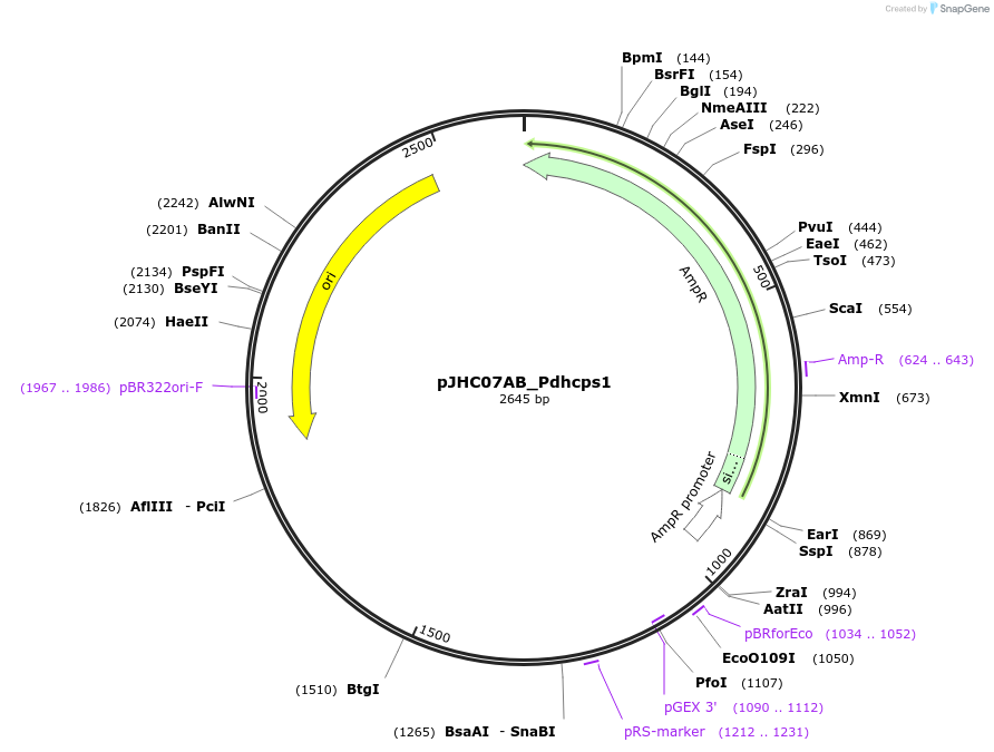 257351-plasmid-map-sequence-id-515717