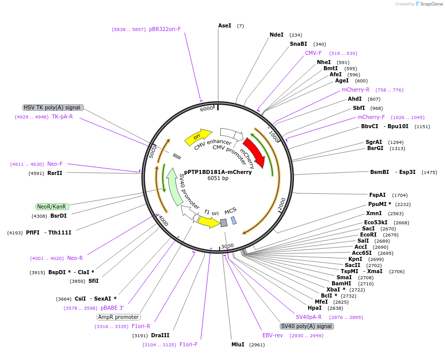 40270-plasmid-map-sequence-id-51572