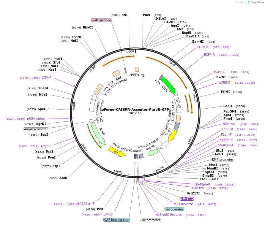 258800-plasmid-map-sequence-id-515720
