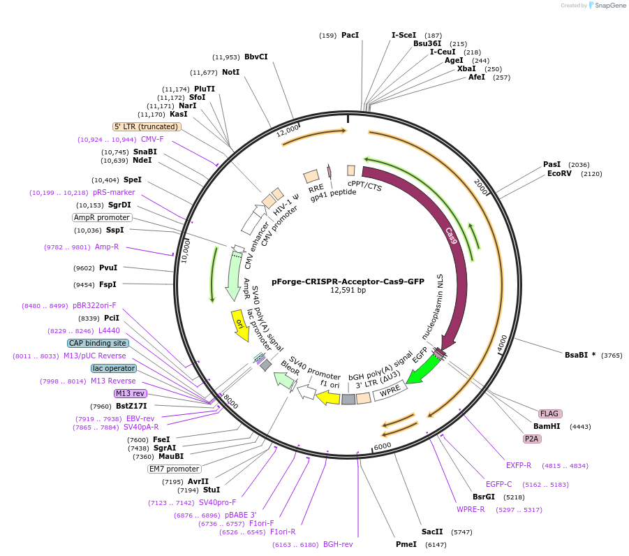 258802-plasmid-map-sequence-id-515723