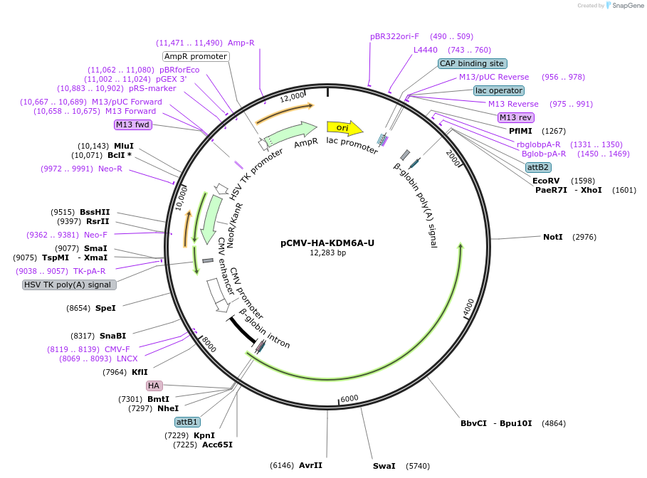 255433-plasmid-map-sequence-id-515724