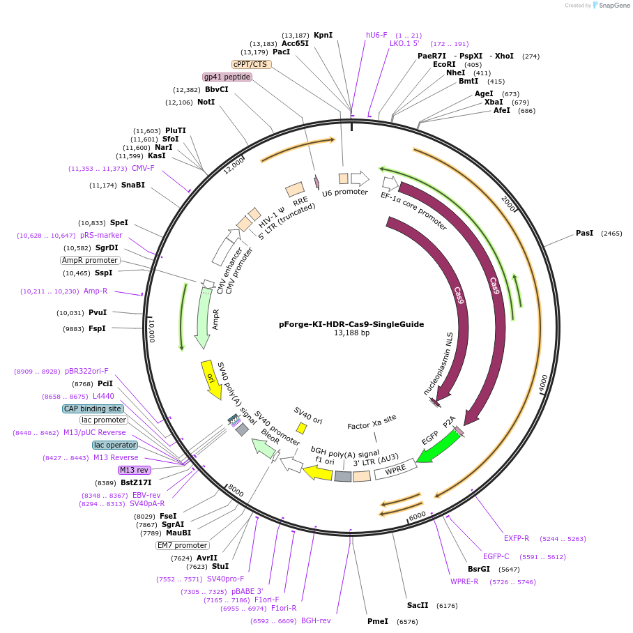 258791-plasmid-map-sequence-id-515725
