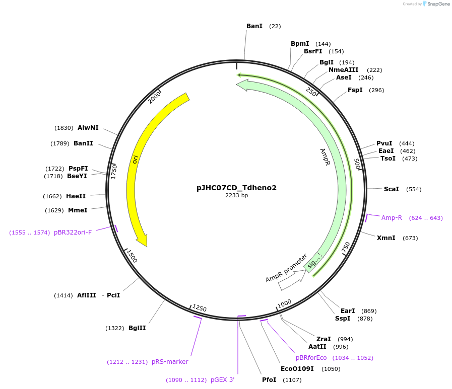 257396-plasmid-map-sequence-id-515726
