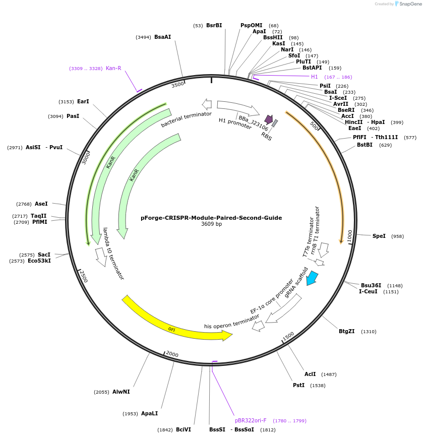 258798-plasmid-map-sequence-id-515734