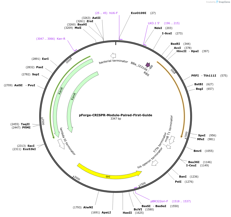 258797-plasmid-map-sequence-id-515735