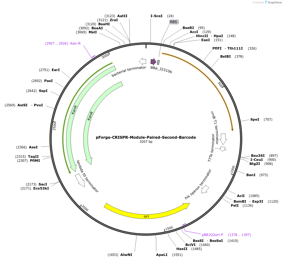 258799-plasmid-map-sequence-id-515738