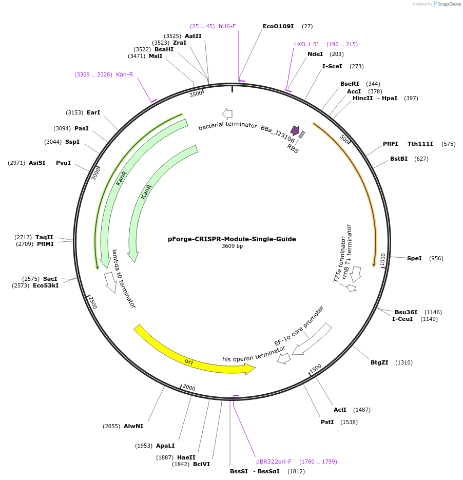 258796-plasmid-map-sequence-id-515743