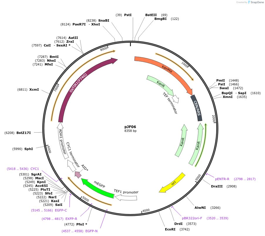 253751-plasmid-map-sequence-id-515745