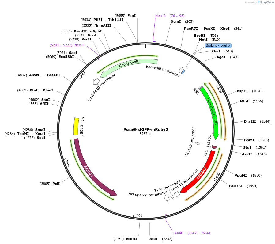 257840-plasmid-map-sequence-id-515747