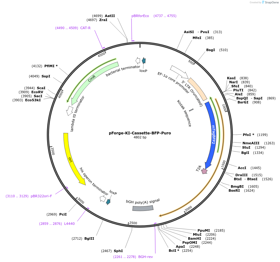 258795-plasmid-map-sequence-id-515749