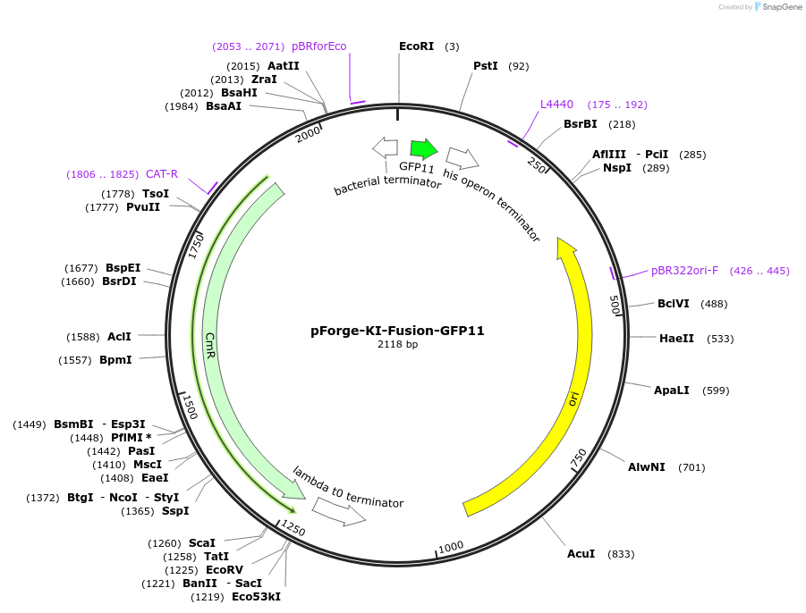 258785-plasmid-map-sequence-id-515750