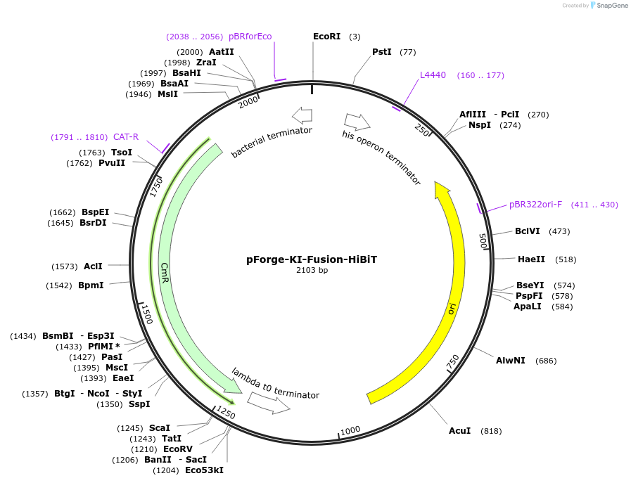 258784-plasmid-map-sequence-id-515751