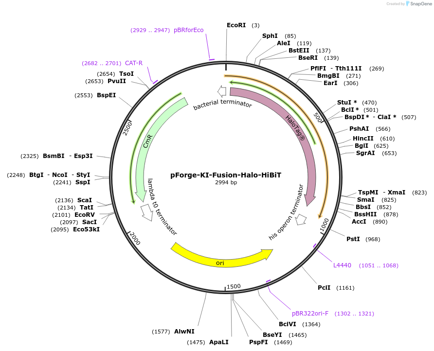 258787-plasmid-map-sequence-id-515752
