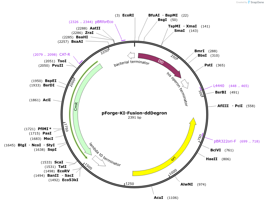 258786-plasmid-map-sequence-id-515753